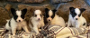 Photo №1. papillon dog - for sale in the city of Viennaer | negotiated | Announcement № 82073