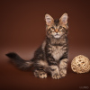 Photo №2 to announcement № 48279 for the sale of maine coon - buy in Russian Federation from nursery