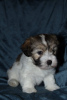 Photo №2 to announcement № 64465 for the sale of havanese dog - buy in Serbia breeder