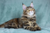 Photo №4. I will sell maine coon in the city of Volgograd. from nursery - price - 405$
