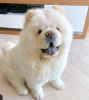 Photo №1. chow chow - for sale in the city of Druskininkai | 317$ | Announcement № 75795