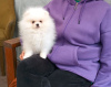 Photo №2 to announcement № 43018 for the sale of pomeranian - buy in Ukraine breeder
