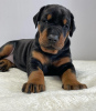 Photo №2 to announcement № 119377 for the sale of non-pedigree dogs - buy in Germany private announcement