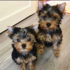 Photo №1. yorkshire terrier - for sale in the city of Helsinki | negotiated | Announcement № 52165