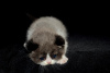 Photo №2 to announcement № 50585 for the sale of scottish fold - buy in Moldova private announcement, breeder