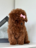 Photo №4. I will sell poodle (toy) in the city of Prague. breeder - price - 3170$