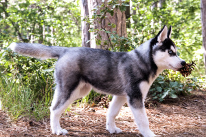 Additional photos: High-breed puppies of the Siberian Husky breed