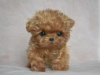 Photo №1. poodle (toy) - for sale in the city of Warsaw | 317$ | Announcement № 57372