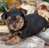 Additional photos: Magnificent miniature Yorkshire terrier puppies