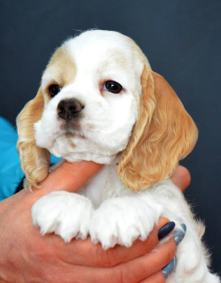 Photo №1. american cocker spaniel - for sale in the city of Yalta | negotiated | Announcement № 1253