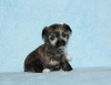 Additional photos: chinese crested dog puppies