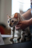 Additional photos: Bengal kittens for sale