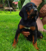 Photo №3. Polish Hunting Dog of the Polish Kennel Club FCI. Poland