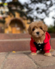 Photo №1. poodle (toy) - for sale in the city of Illinois City | 400$ | Announcement № 99622