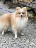 Photo №1. pomeranian - for sale in the city of Prague | negotiated | Announcement № 73181