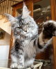 Photo №1. maine coon - for sale in the city of Berlin | 845$ | Announcement № 103866