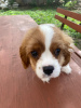 Additional photos: Cavalier King Charles Spaniel Alonso handsome boy