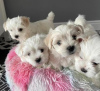 Photo №3. Teacup Maltese Puppies For Adoption. United States