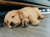 Photo №3. Healthy cute adorable and socialized Golden retriever puppies available. Germany