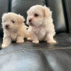 Photo №1. maltese dog - for sale in the city of Exmouth | 317$ | Announcement № 71435