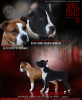 Photo №4. I will sell american staffordshire terrier in the city of Gdynia. breeder - price - 1715$
