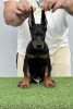 Photo №2 to announcement № 116129 for the sale of dobermann - buy in Serbia breeder