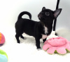 Additional photos: Chihuahua girl Black and white standard