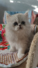 Photo №2 to announcement № 50587 for the sale of persian cat - buy in Ukraine from nursery