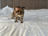 Additional photos: Gorgeous Bengal boy for breeding