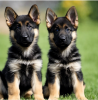 Photo №1. german shepherd - for sale in the city of Stockholm | negotiated | Announcement № 113248