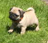 Photo №3. Cute pug puppies available for free adoption. Germany