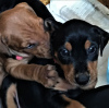 Photo №4. I will sell german pinscher in the city of Kiev. from nursery - price - 700$