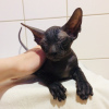 Photo №2 to announcement № 10039 for the sale of peterbald - buy in Russian Federation from nursery