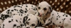 Photo №3. Dalmatian puppies for sale!. Ukraine