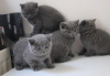 Photo №1. british shorthair - for sale in the city of Berlin | 317$ | Announcement № 89439