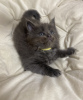 Photo №2 to announcement № 40915 for the sale of maine coon - buy in Russian Federation private announcement