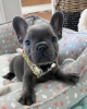 Photo №1. french bulldog - for sale in the city of Helsinki | 475$ | Announcement № 120142