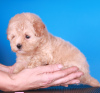 Additional photos: Maltipoo F1 puppies