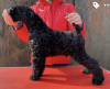 Additional photos: Kerry blue terrier puppies