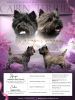 Photo №3. Cairn terrier puppies. Lithuania