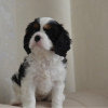 Photo №2 to announcement № 36964 for the sale of cavalier king charles spaniel - buy in United States breeder