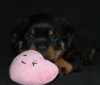 Photo №4. I will sell rottweiler in the city of Bobruisk. from nursery - price - negotiated