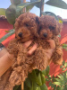 Photo №1. poodle (toy) - for sale in the city of Ečka | negotiated | Announcement № 117614