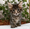 Photo №2 to announcement № 103761 for the sale of maine coon - buy in Germany private announcement