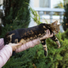 Photo №2 to announcement № 15915 for the sale of bengal cat - buy in Russian Federation private announcement, from nursery, breeder