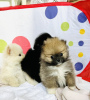 Additional photos: pomeranian