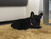 Photo №4. I will sell french bulldog in the city of Potsdam. private announcement - price - 380$