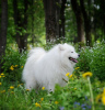 Additional photos: Samoyed puppies for sale