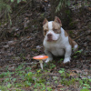 Photo №1. american bully - for sale in the city of St. Petersburg | 1041$ | Announcement № 115983