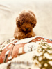 Photo №4. I will sell non-pedigree dogs in the city of Ужгород. from nursery, breeder - price - 1585$